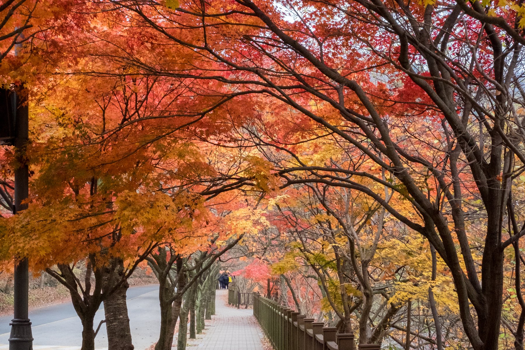 Footpath under a tunnel of red and orange maple trees in Naejangsan