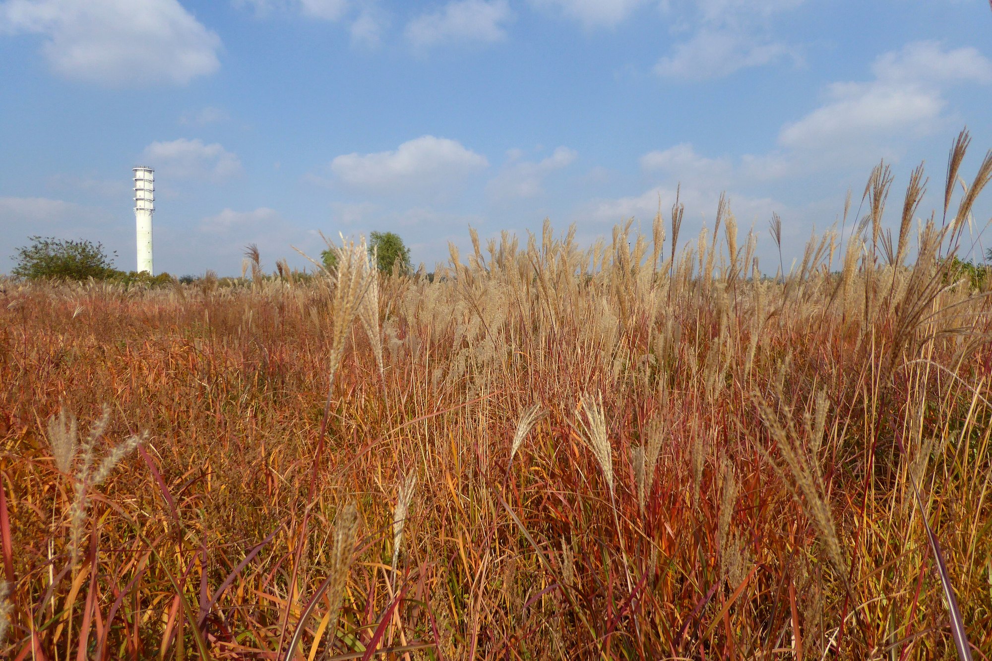 Tall reddish-gold grass under a blue sky at Haneul Park with a white wind turbine tower in the distance