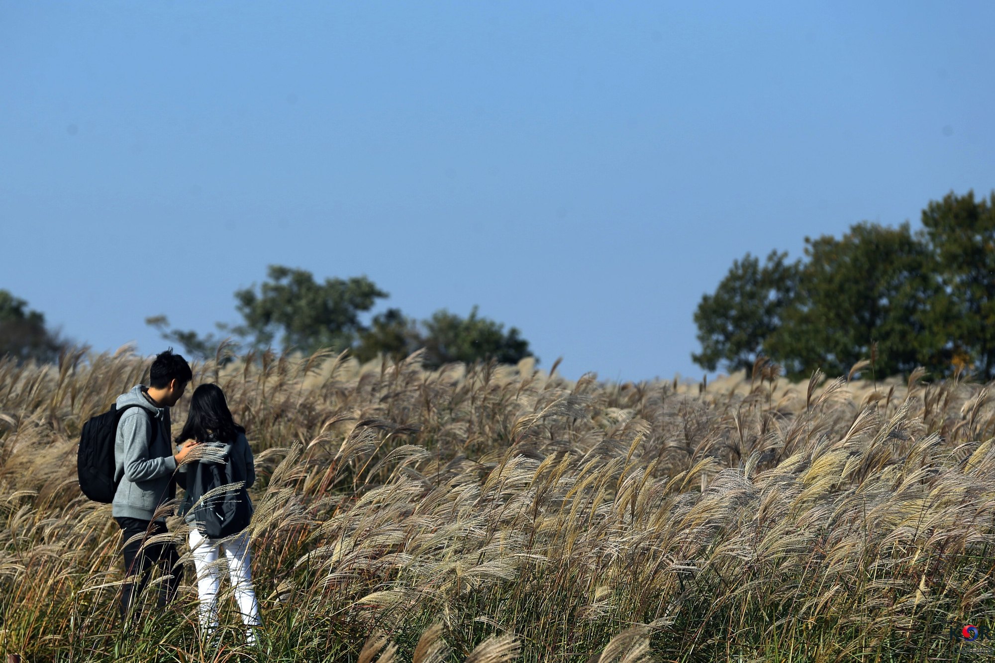 A couple standing in waist-high silver grass under a clear blue sky at Haneul Park
