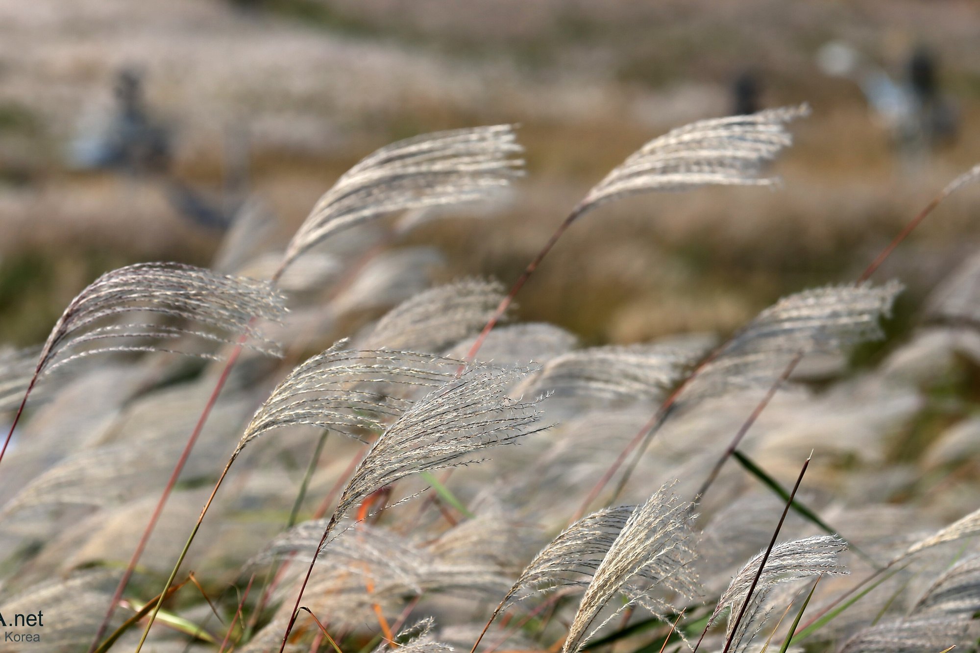 Silver grass plumes bending in the wind at Haneul Park, backlit by the sun