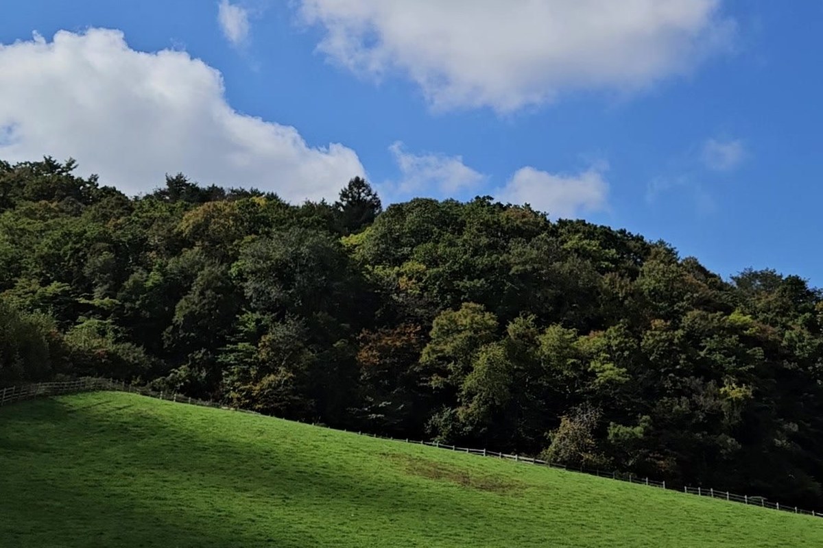 A bright green pasture sloping up to a dark forest under a deep blue autumn sky with white clouds at Daegwallyeong Sky Ranch in Pyeongchang