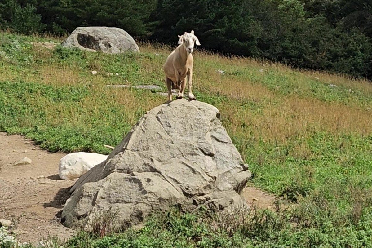 A goat standing on top of a large boulder in a grassy pen at Sky Ranch, with two white goats grazing below