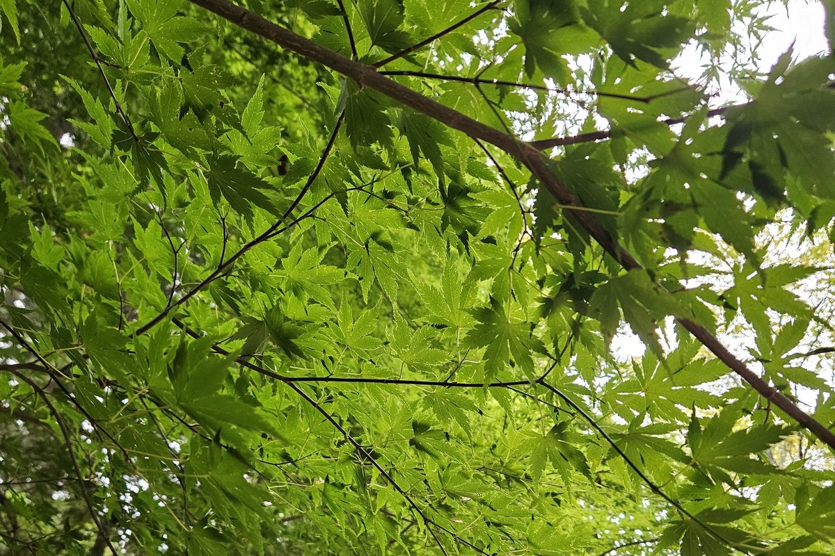 Looking up through bright green maple leaves on a branch near the Woljeongsa fir forest path in late September