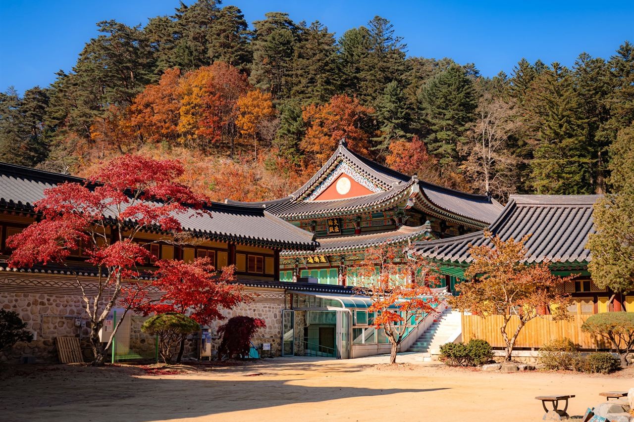 Red maples in front of the halls of Woljeongsa temple in October