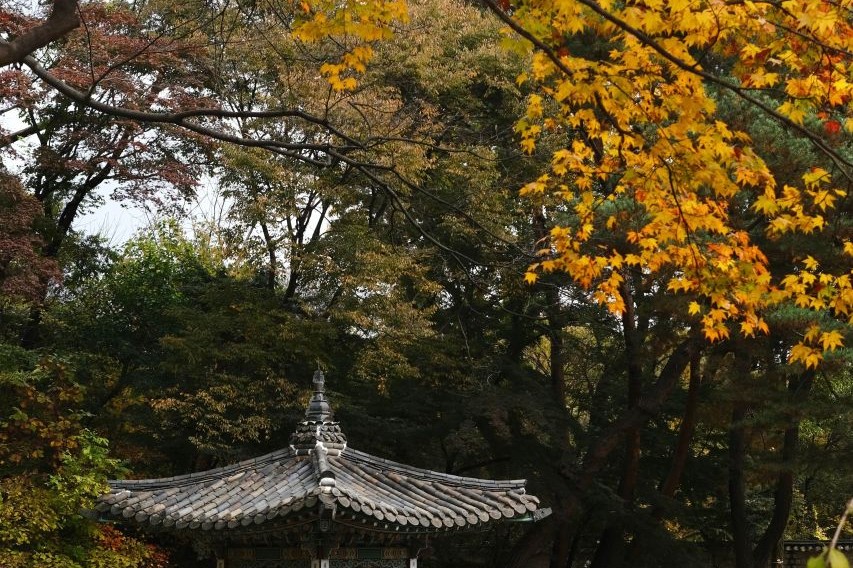 Changdeokgung's Huwon garden with autumn colors around a pavilion
