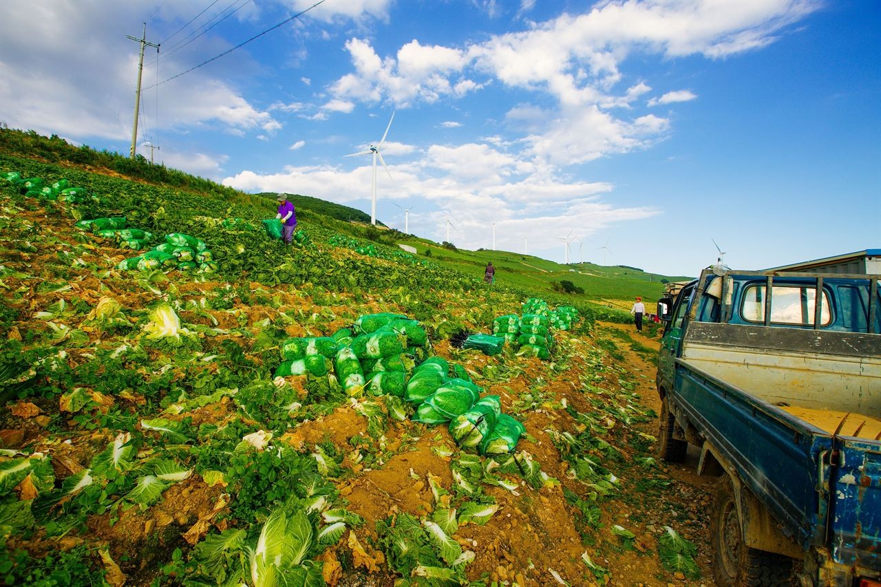 Rows of cabbage on a high hillside being harvested, with green net bags and a small truck under a blue sky