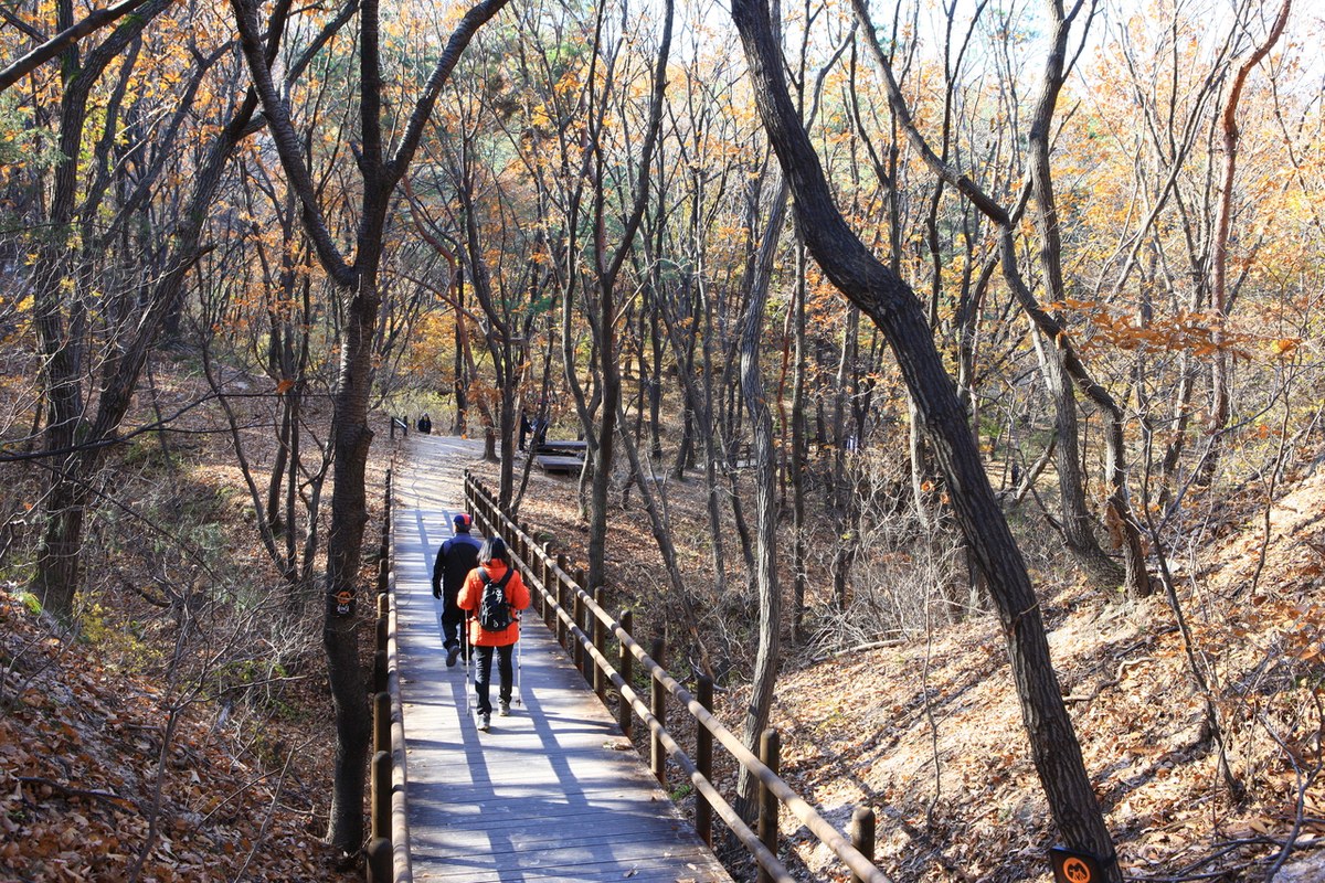 Two hikers walking away on a wooden boardwalk through bare and yellow autumn trees on a Bukhansan trail