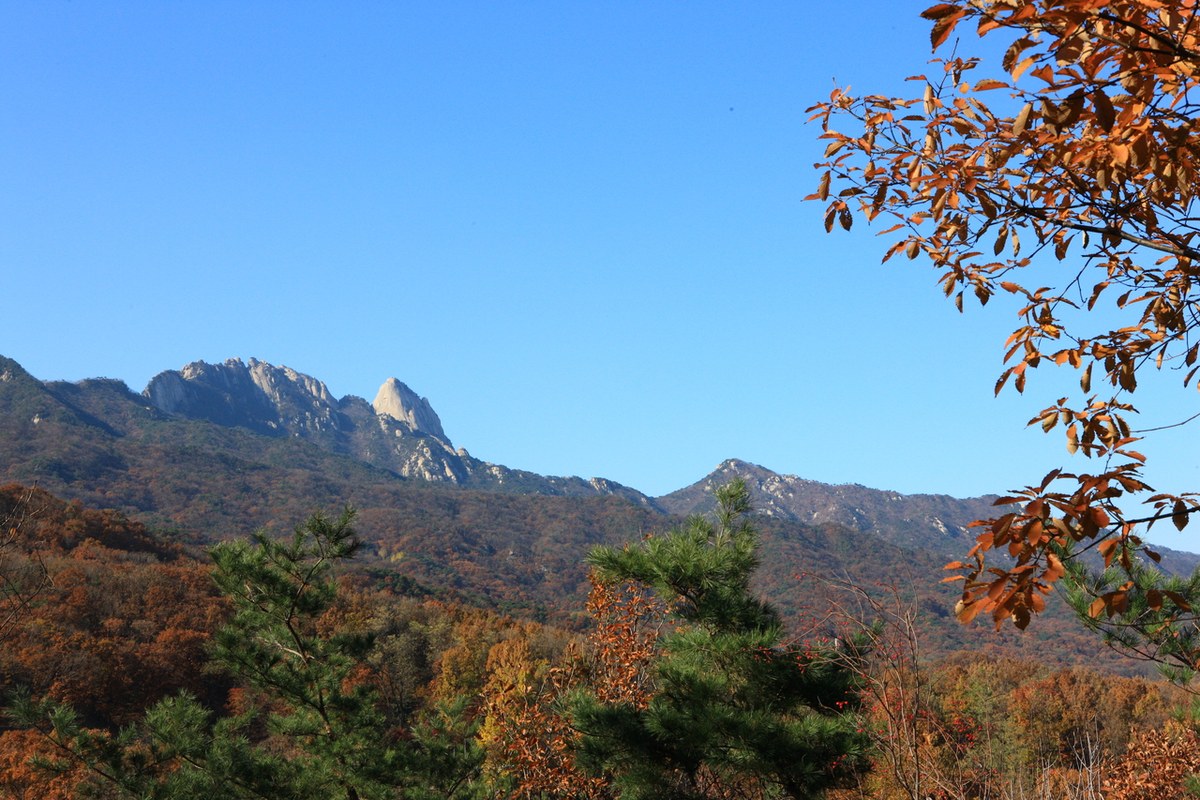 Granite peaks of Bukhansan under a blue sky seen over autumn trees with brown and orange leaves