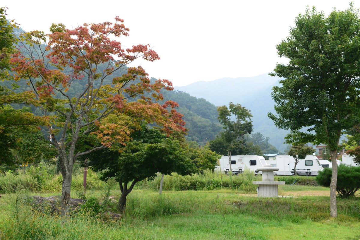 A maple with red and orange leaves beside a campsite with white caravans and green mountains behind in Piagol Valley