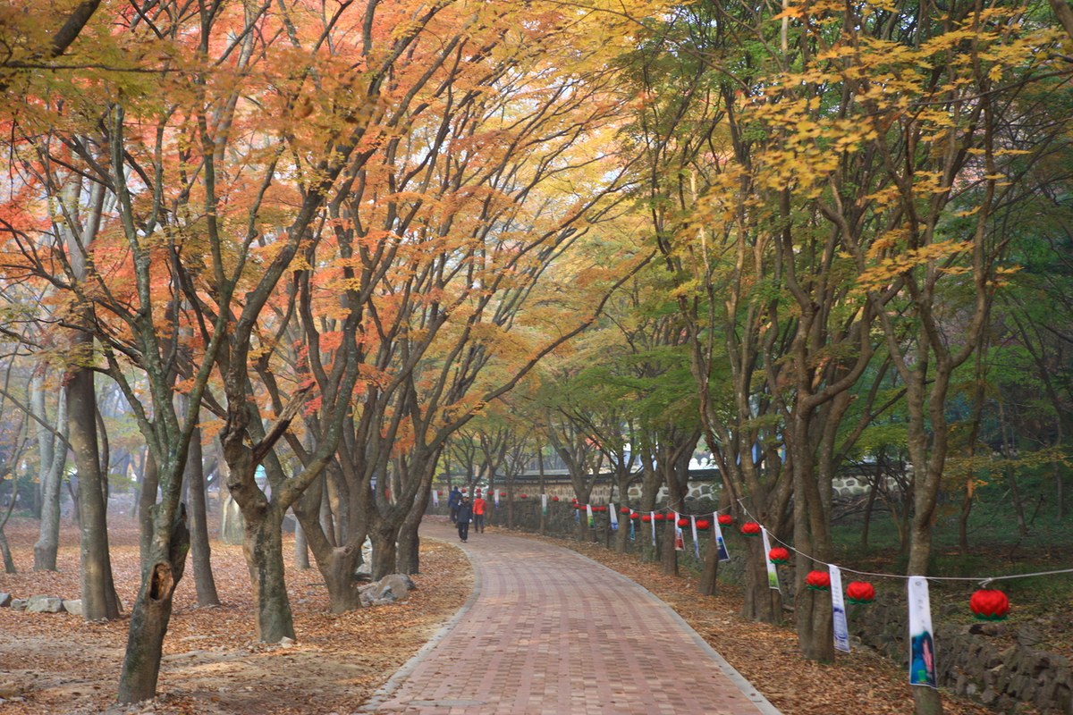 A brick path under maples with orange and yellow leaves, with red paper lanterns hanging along a stone wall and two walkers in the distance