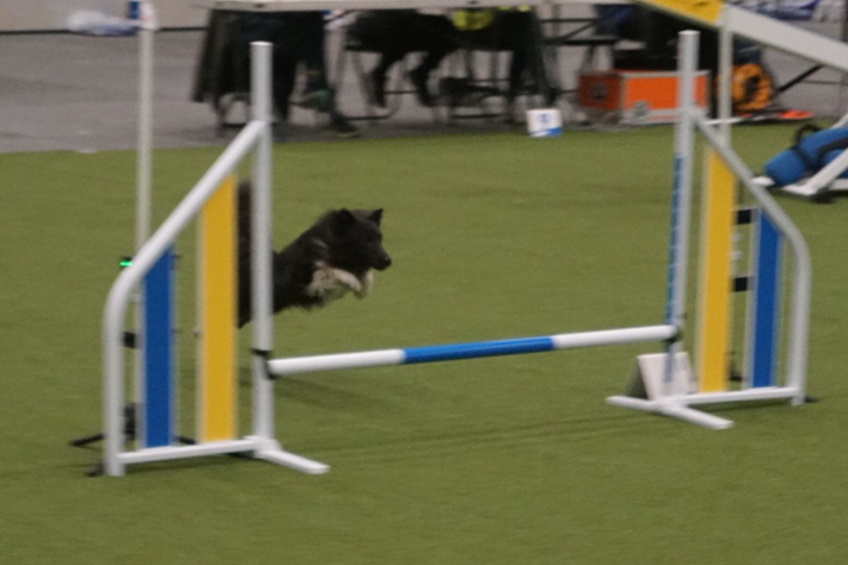 A dark dog leaping over a bar jump with a blue and yellow striped wing at an indoor agility show