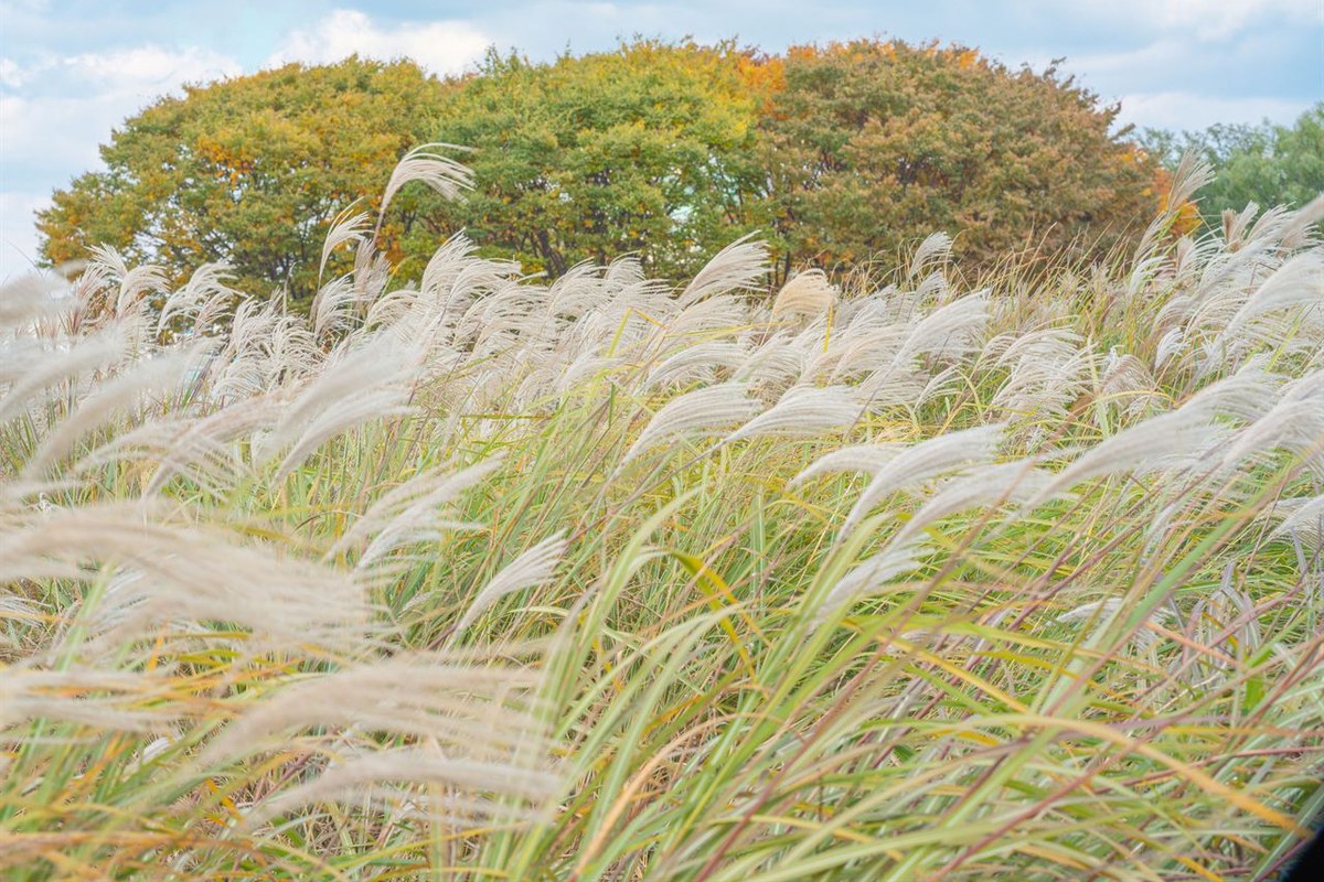 Autumn silver grass field with a clump of trees and a blue sky with clouds at Haneul Park in World Cup Park