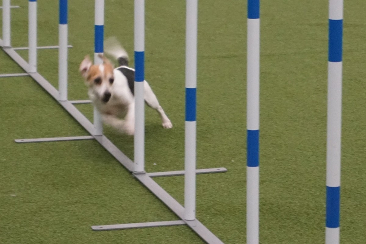 A small white, brown and black dog weaving between white and blue poles on green turf at an indoor agility show
