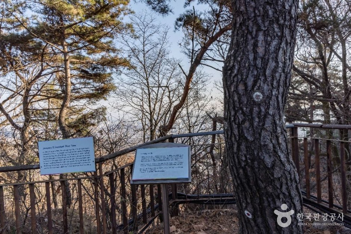 A tall pine trunk beside a railing and an information board titled January 21 Incident Pine Tree on the Bugaksan trail