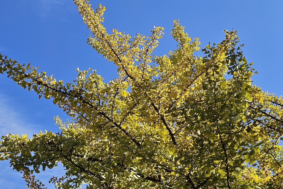 Ginkgo branches with yellow and green leaves against a deep blue sky