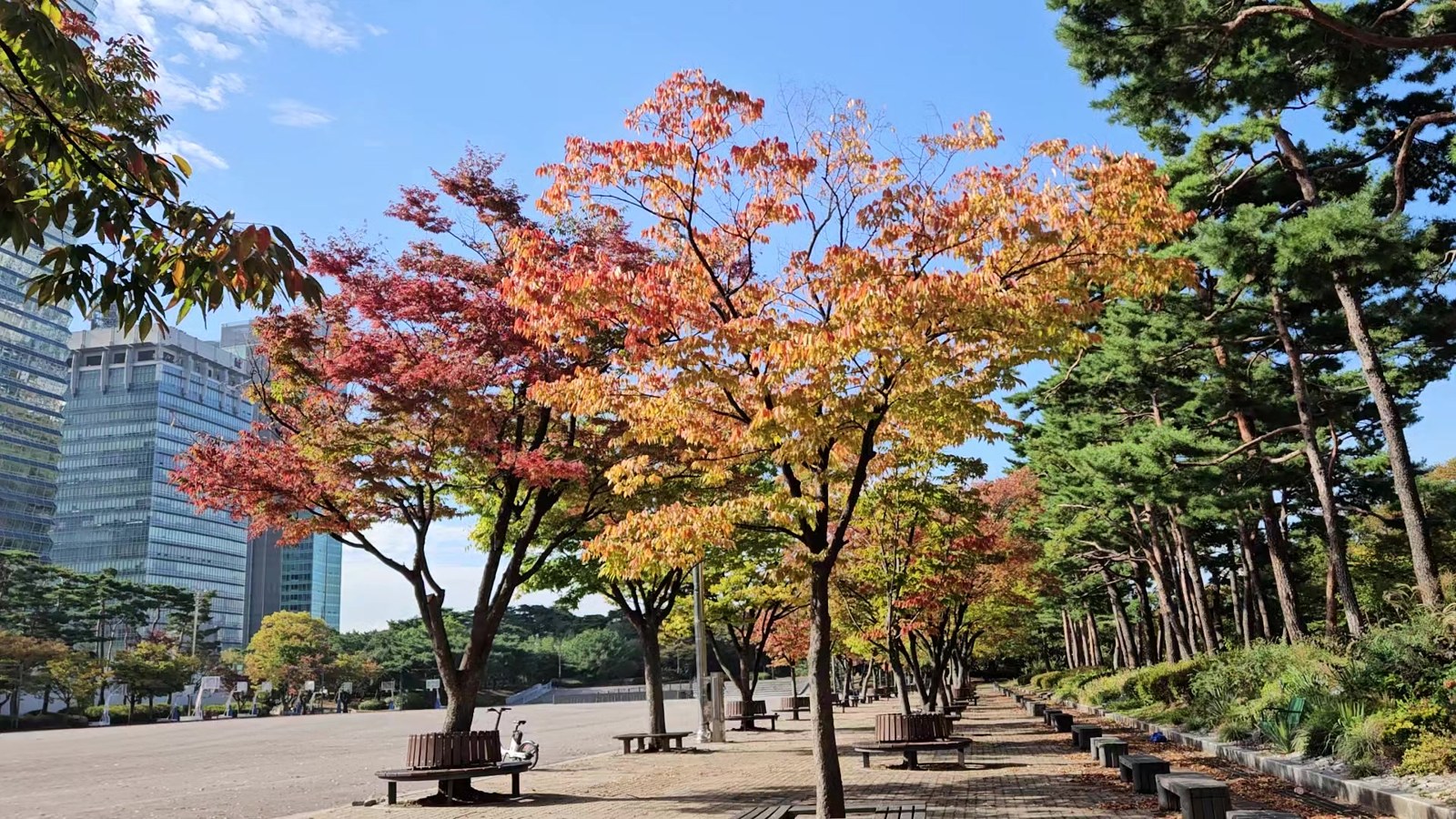 Red, orange and yellow maple trees along a paved plaza in Yeouido Park with benches under the trees and glass office towers on the left