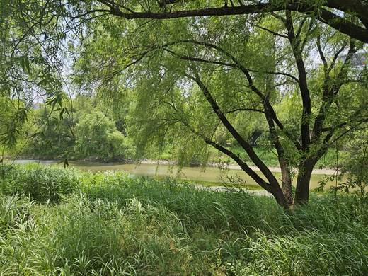Willow trees and tall grass on the bank of the Han River in Seoul on a sunny day