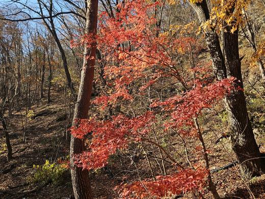 A red maple tree on a trail in Seoraksan in November