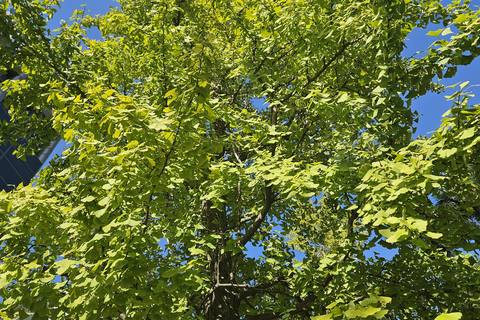 Ginkgo leaves turning yellow-green against a blue sky in Seoul