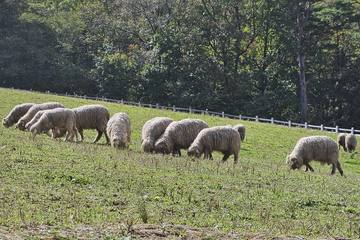 Sheep grazing on a pasture at Sky Ranch in Pyeongchang