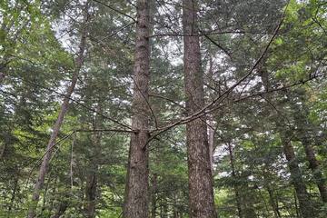 Tall fir trees along the forest path at Woljeongsa in Odaesan